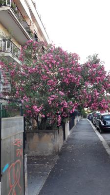 k&ouml;nnte ein Fliederbaum sein