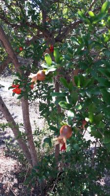 ein Baum aus dem Garten meiner Gastgeberin, sieht aus wie Hagebutte w&uuml;rde ich sagen