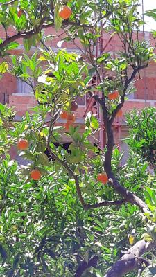 Orangenbaum im Garten der Gastgeberin