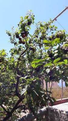 Pflaumenbaum im Garten der Gastgeberin