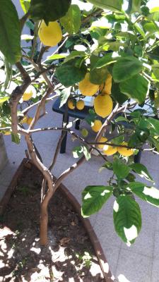 Zitronenbaum im Garten der Gastgeberin