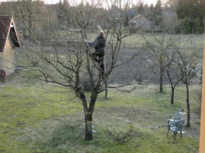 Nun ist auch der letzte Obstbaum geschnitten Nun ist auch der letzte Obstbaum geschnitten