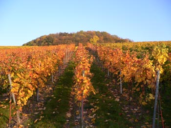 Weingut Schaefer-Heinrich: Die Vegetation neigt sich dem Ende - Stille kehrt ein - ein letztes mal leuchten die Reben.<br />
Leuchtende Reben vor der Vegetationsruhe
