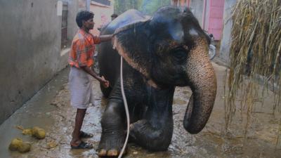 at the elephant farm in Amer