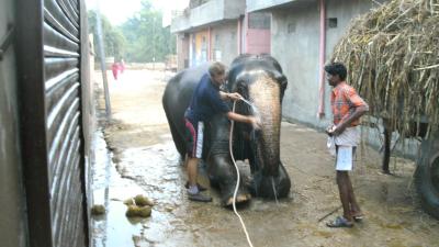 at the elephant farm in Amer