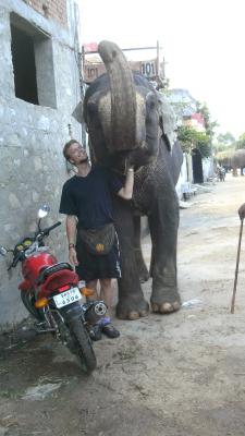 at the elephant farm in Amer