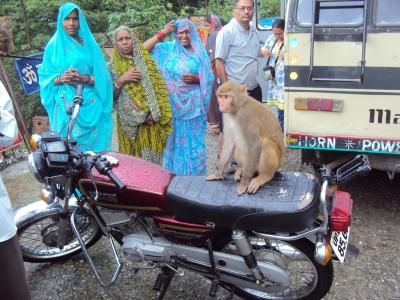 monkeys are everywhere, also on bikes.