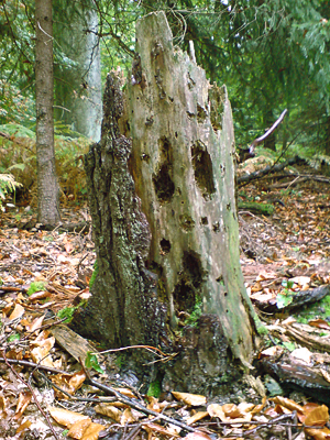 will man da noch weiter in den wald gehen?