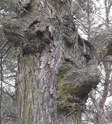 ... einige der Waldbewohner kann man nur sehen, wenn man reinen Herzens (oder das Licht guenstig) ist ...