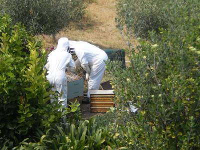 Bienenschau