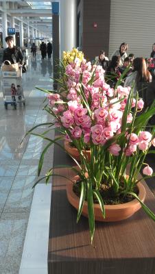 Blumen am Flughafen von Seoul