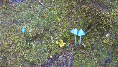 Blaue Pilze