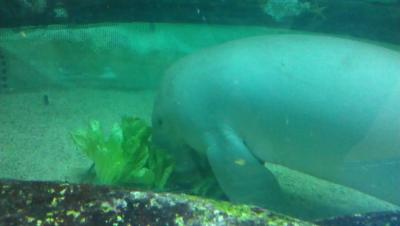 Seekuh beim Grasen im Sea Life Aquarium Sydney