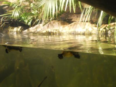 Schnabeltiere bei der Futtersuche im Sea Life Aquarium Sydney