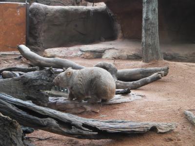 Wombat im Wildlife Centre Sydney