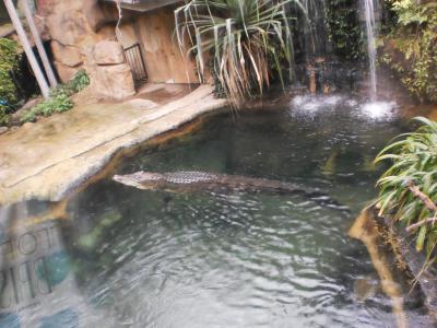 Krokodil Rex im Wildlife Centre Sydney