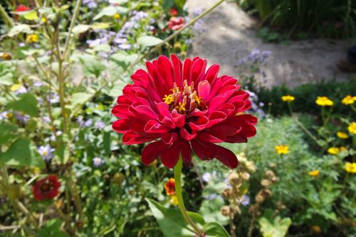 Blumen im Garten des Max Liebermann