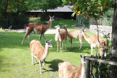 Berliner Zoo