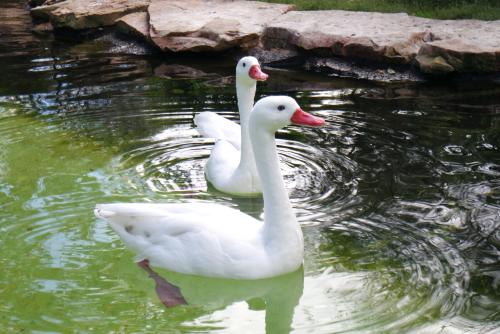 Berliner Zoo