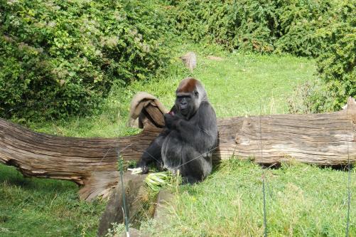 Gorilla im Berliner Zoo