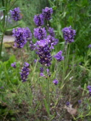 Lavendel im Kräutergarten