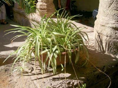 Pflanze im Kreuzgang Alghero