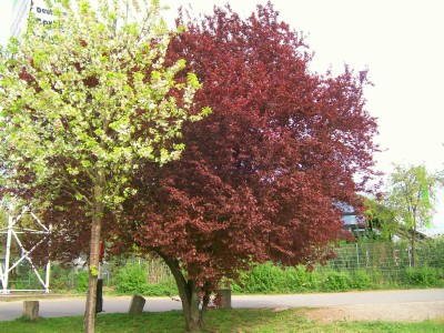 Roter Baum