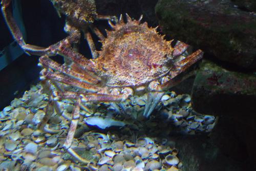 Partygäste im Aquarium