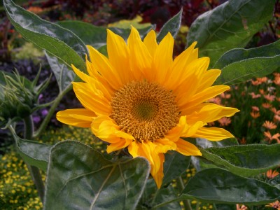 Sonnenblume, absolut angesagt im Sommer