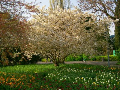 Tulpen mit Baum im Luisenpark