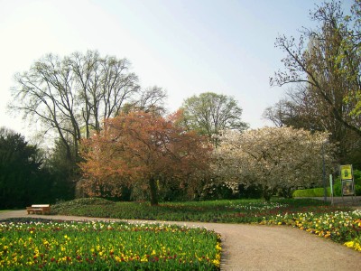 Tulpenweg Luisenpark