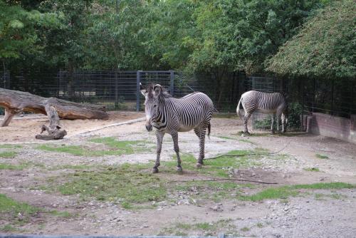 Berliner Zoo