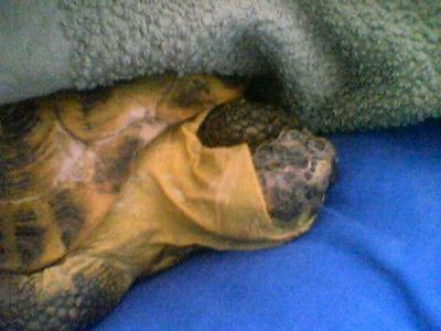 Und so schl?ft unsere Schildkr?te am hellichten Tag!!!! Und so schl?ft unsere Schildkr?te am hellichten Tag!!!!