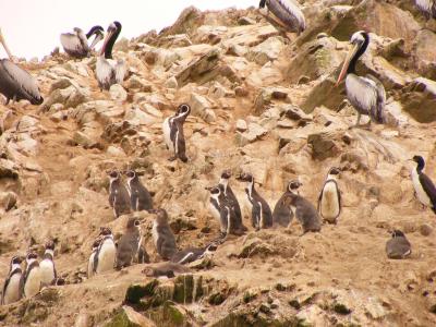 Humboldt-Pinguine auf den Islas Ballestas Humboldt-Pinguine auf den Islas Ballestas