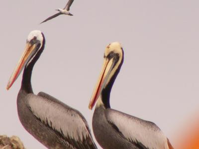 Pelikane auf den Islas Ballestas Pelikane auf den Islas Ballestas