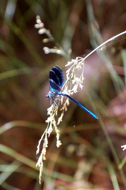 Blauflüglige Prachtlibelle