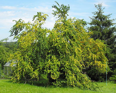 Mirabellen im Garten von U.