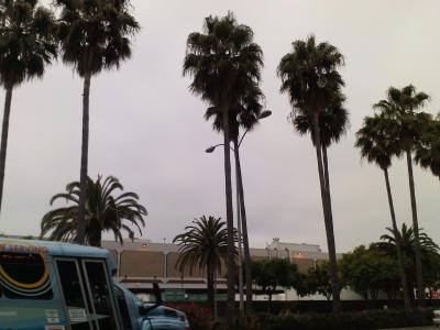 eine typische Stra&szlig;e in LA: mit Palmen