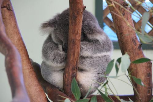 koala