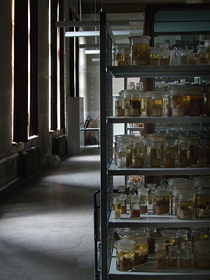 museum für naturkunde, berlin - säugetiere, nasspräparate