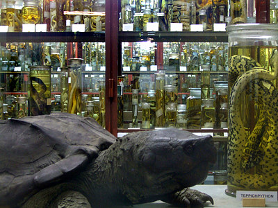 museum für naturkunde, berlin - reptiliensammlung 