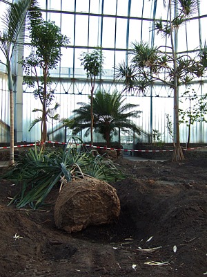 grosses palmenhaus, botanischer garten, berlin dahlem