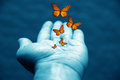 butterfly butterfly