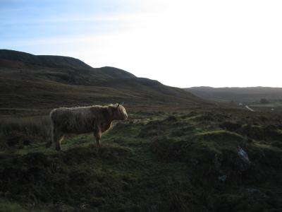 Highland Cow auf Skye