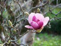 Es bluehten die Magnolien im Jardim Botânico