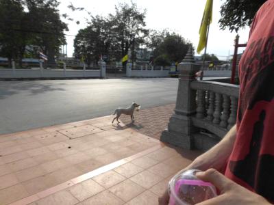 Die Strassen sind in jeder Stadt gefuellt mit Hunden und Katzen und etwa so kommen sie durch :).