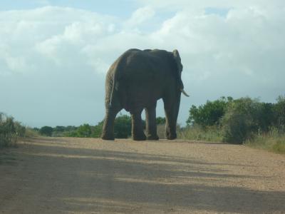 Elefant im Addo-NP.