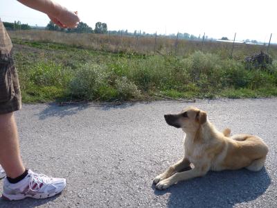 Sei brav, mach Platz!