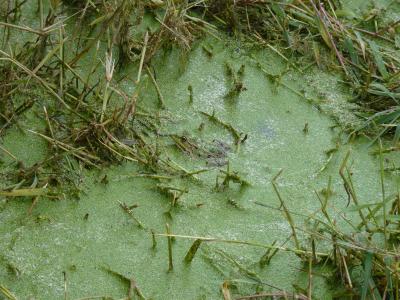 Wer findet den Frosch?!