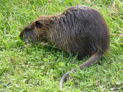 Biberratte (Nutria)